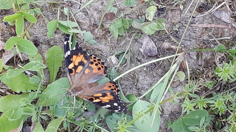 Foto 05.06.19, 18 39 59.jpg